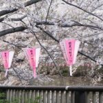địa điểm ngắm hoa anh đào ở tokyo