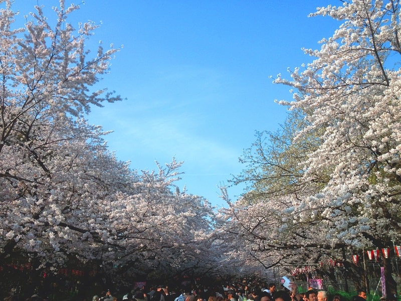 hoa anh đào công viên ueno